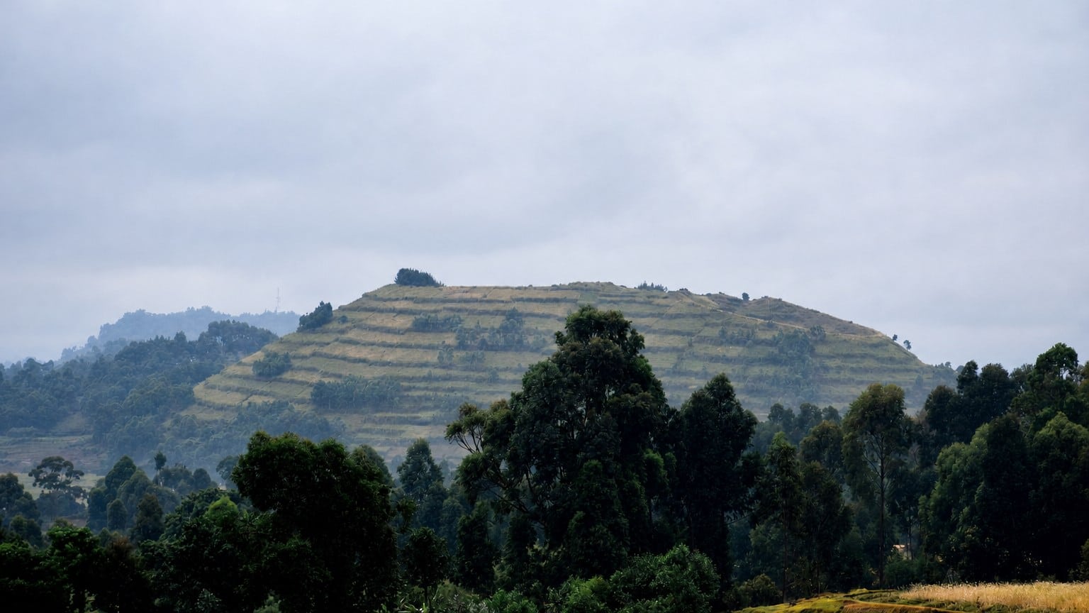 Environmental governance and policy engagement